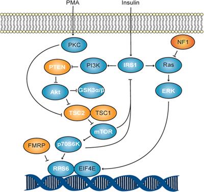 Dynamic Akt/mTOR Signaling in Children with Autism Spectrum Disorder